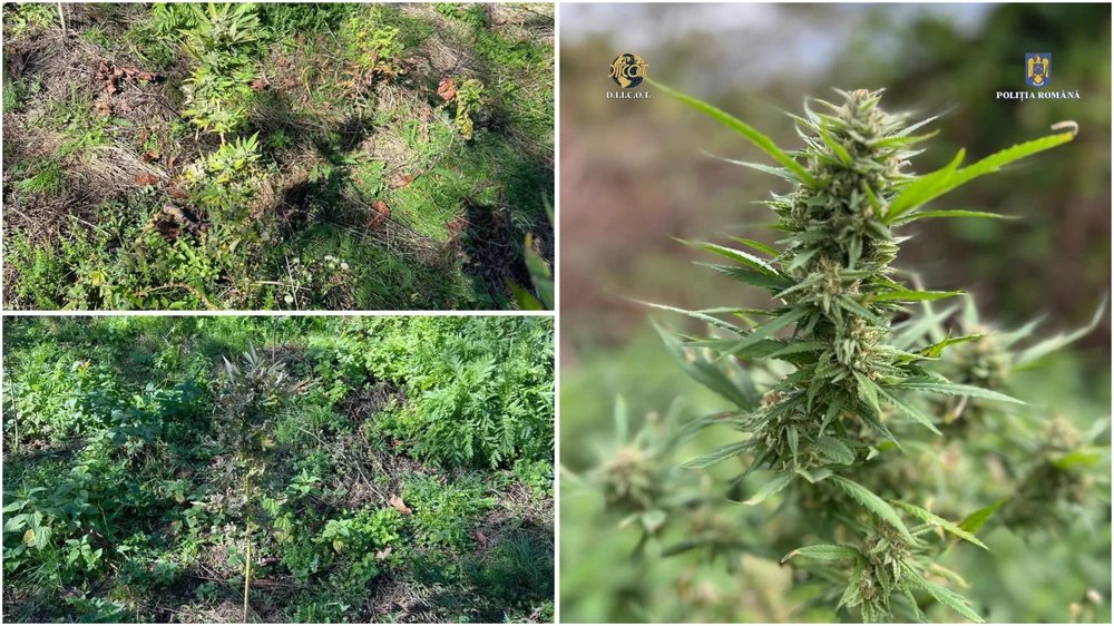 cultura-de-cannabis-in-tinutul-padurenilor.-„fermierul”-care-ingrijea-plantele-a-fost-arestat