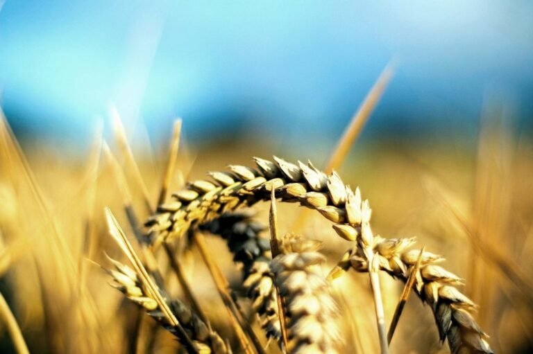 alerta-in-agricultura:-productia-romaniei-a-scazut-la-toate-culturile-in-2024!
