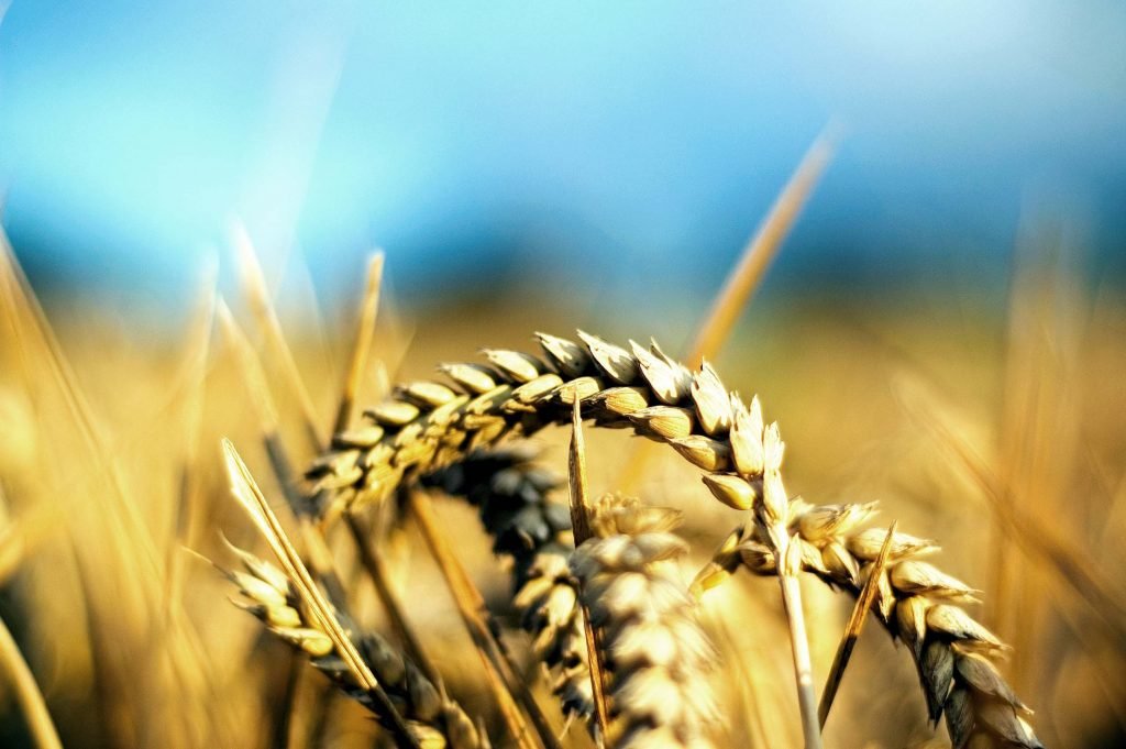alerta-in-agricultura:-productia-romaniei-a-scazut-la-toate-culturile-in-2024! alerta-in-agricultura:-productia-romaniei-a-scazut-la-toate-culturile-in-2024!