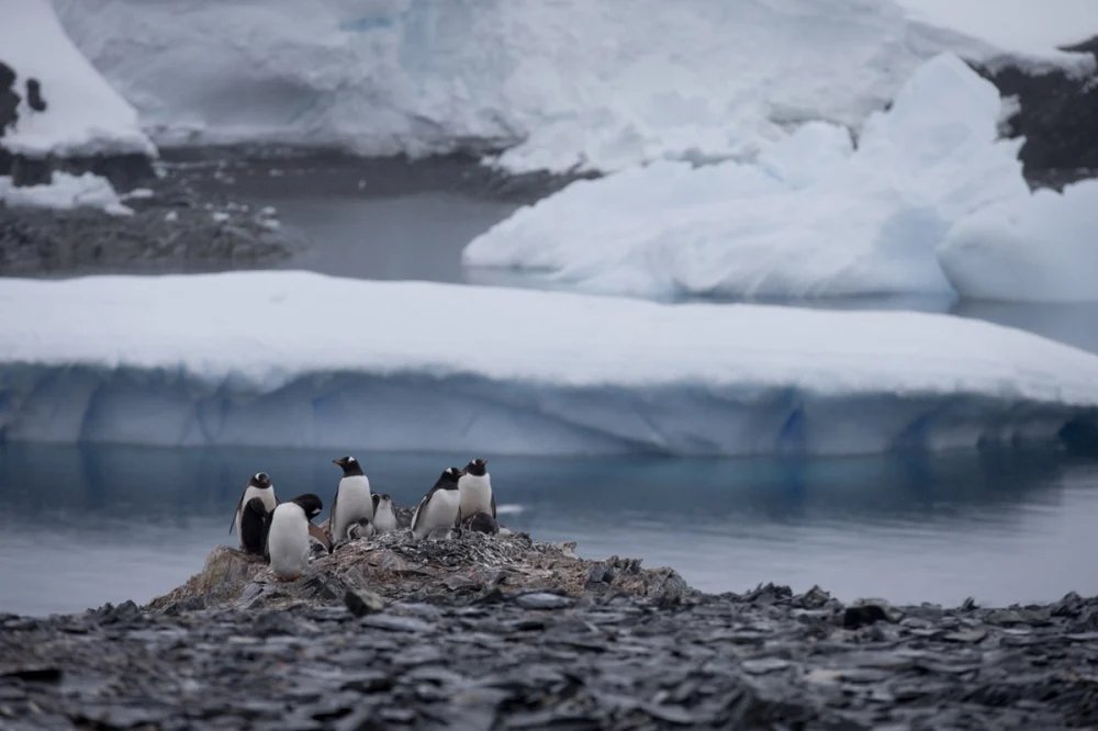 donald-trump-a-pus-taxe-si-pinguinilor-din-antarctica.-„niciun-loc-de-pe-pamant-nu-e-sigur”