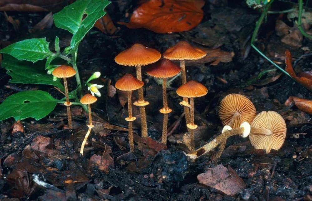 a-inceput-procesul-australiencei-acuzate-ca-si-a-omorat-rudele-cu-ciuperci-otravitoare