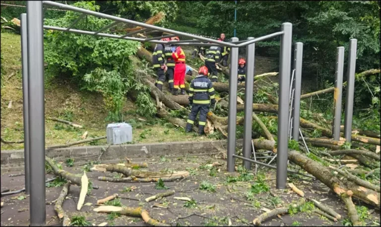 un-tanar-de-27-de-ani-a-murit-dupa-ce-un-copac-a-cazut-peste-el,-in-brasov,-pe-„aleea-de-sub-tampa”