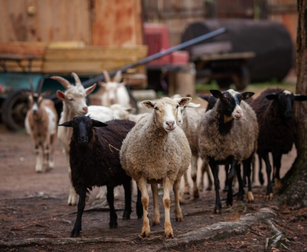rusia-a-interzis-importul-de-ovine-si-caprine-din-romania rusia-a-interzis-importul-de-ovine-si-caprine-din-romania